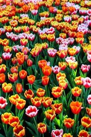 &quot;Flower Delivery in Stafford Va